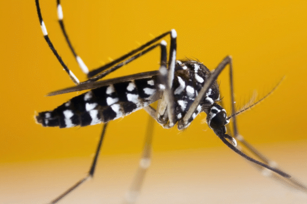 Mosquitoes Detected in Iceland for the First Time Following Record-Breaking Heatwave